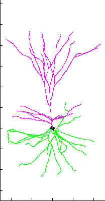 Rotating digital reconstruction of a human pyramidal neuron